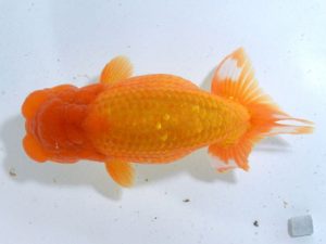 四県大会品評会 行司一 末光 亨 愛媛 四県大会品評会 行司一 末光 亨 愛媛