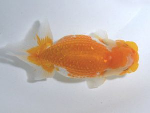 四県大会品評会 行司二 南堀満良 香川 四県大会品評会 行司二 南堀満良 香川