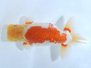 四県大会品評会 行司三 竹内誠司 愛媛 四県大会品評会 行司三 竹内誠司 愛媛