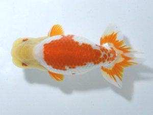 四県大会品評会 東脇行司 藤原博文 徳島 四県大会品評会 東脇行司 藤原博文 徳島