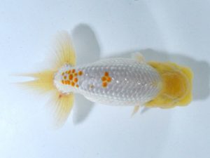 四県大会品評会 西脇行司 田中 勉 香川 四県大会品評会 西脇行司 田中 勉 香川