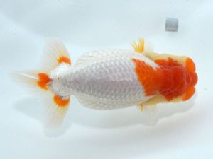 四県大会品評会 藤原博文 徳島 四県大会品評会 西大関 藤原博文 徳島