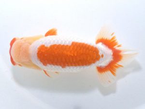 四県大会品評会 立行司 藤野 武 香川 四県大会品評会 立行司 藤野 武 香川