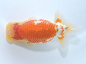 四県大会品評会 東取締 藤原博文 徳島 四県大会品評会 東取締 藤原博文 徳島