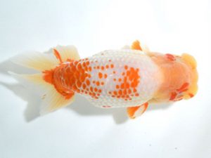 四県大会品評会 西取締 笹原勝彦 香川 四県大会品評会 西取締 笹原勝彦 香川