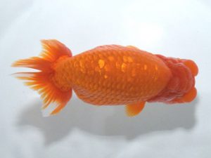 四県大会品評会 東関脇 竹内誠司 愛媛 四県大会品評会 東関脇 竹内誠司 愛媛