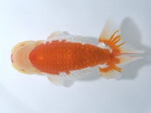 四県大会品評会 西関脇 笹原勝彦 香川 四県大会品評会 西関脇 笹原勝彦 香川