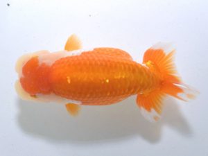 四県大会品評会 東小結 末光 亨 愛媛 四県大会品評会 東小結 末光 亨 愛媛