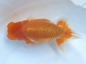 湘南らんちゅう会　研究会　1位　羽鳥容平 