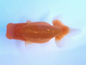 湘南らんちゅう会　研究会　2位　城所慎一