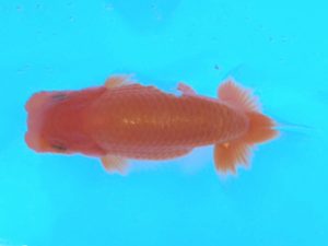 湘南らんちゅう会　研究会　5位　城所慎一