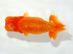 駿河らんちゅう会品評大会　東大関　加藤浩一郎　沼津