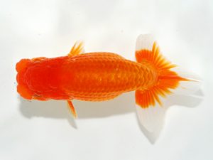 駿河らんちゅう会品評大会 東勧進元　長田守正　裾野