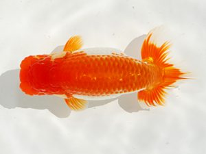 駿河らんちゅう会品評大会 西勧進元　菊池　正　太田