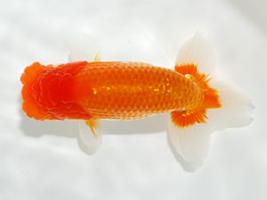 駿河らんちゅう会品評大会 行司一　菊池　正　太田