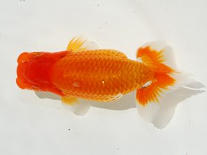 駿河らんちゅう会品評大会 行司二　望月政幸　富士