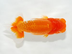 駿河らんちゅう会品評大会 行司三　山本裕己　函南