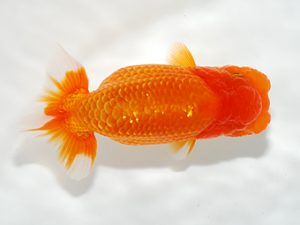 駿河らんちゅう会品評大会 東脇行司　影山　繁　沼津