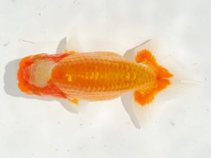 駿河らんちゅう会品評大会 西脇行司　山本正郎　沼津