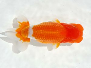 駿河らんちゅう会品評大会　西大関　川合実次　三島