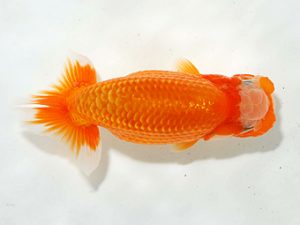 駿河らんちゅう会品評大会　東取締　影山　繁　沼津