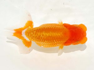 駿河らんちゅう会品評大会　西取締　川田正昭　埼玉