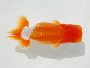 駿河らんちゅう会品評大会 西関脇　平野睦二　浜松