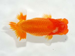 駿河らんちゅう会品評大会 東小結　長田守正　裾野