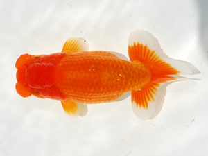 駿河らんちゅう会品評大会 西小結　山田裕良　沼津