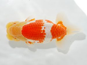 駿河らんちゅう会品評大会　東大関　吉村友良　富士