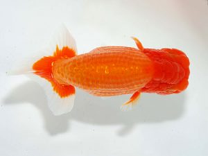 駿河らんちゅう会品評大会　東取締　五十嵐達也　伊豆ノ国