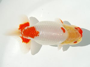 駿河らんちゅう会品評大会　西取締　大村瀧次　三島