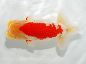 駿河らんちゅう会品評大会　東大関　吉村友良　富士