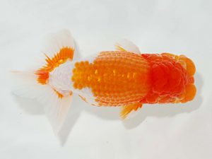 駿河らんちゅう会品評大会　西大関　加藤義行　伊豆ノ国