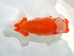 駿河らんちゅう会品評大会　立行司　加藤義行　伊豆ノ国