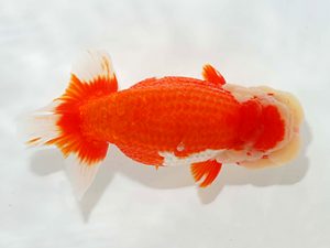 駿河らんちゅう会品評大会　東取締　長田守正　裾野