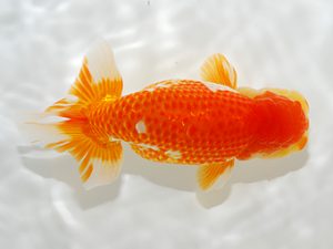 駿河らんちゅう会品評大会　西取締　山田裕良　沼津