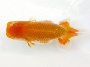 研究会　特選2　荘司三郎