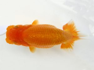 研究会　特選5　斎藤嘉津雄 