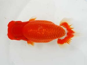 東部本部大会　東大関　古鳥敏明　喜楽