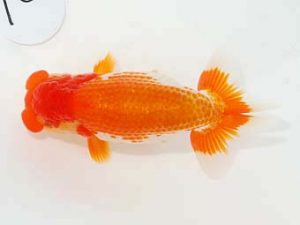 東部本部大会 勧進元一　相馬健一　観友