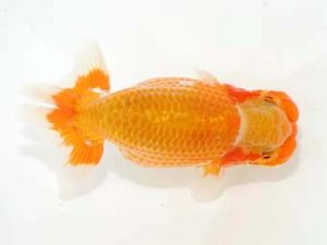 東部本部大会 勧進元二　作本守聡　房総