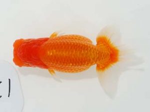 東部本部大会 行司一　城所慎一　湘南