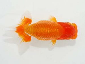 東部本部大会 行司二　池辺　勇　喜楽