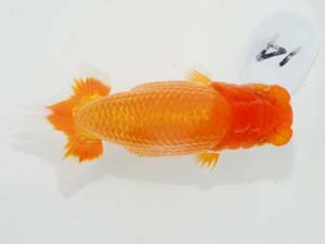 東部本部大会 行司三　池辺　勇　喜楽