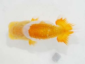 東部本部大会 脇行司二　船宝　務　房総