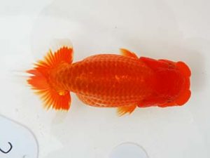 東部本部大会　西大関　柏野真一　房総