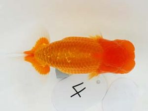 東部本部大会　取締一　矢ヶ崎伸司　楽友