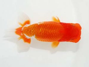 東部本部大会　取締二　田中　淳　楽友