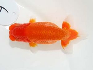 東部本部大会 東関脇　吉川宗夫　喜楽